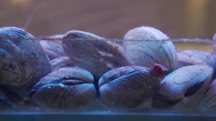 Close-up of alive clams in restaurant aquarium tank for sale to diners. Fresh seafood in a water tank at the fishmarket.