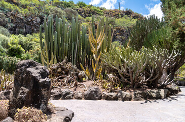 Cactus collection with volcanic rock in botanical garden, Jardín Botánico Canario, Gran Canaria....
