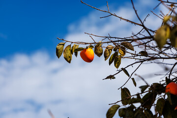 Close-up photo of ripe persimmon fruit in autumn