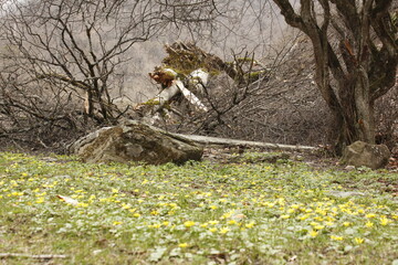 A sunny spring day in a mountain village