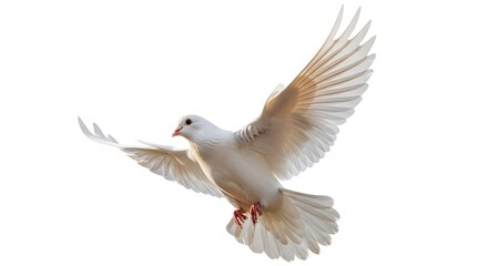Obraz premium A white dove in flight, wings spread, against a bright background, symbolizing peace and freedom.