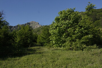 Obraz premium Beautiful spring landscape