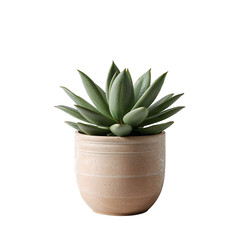 Green Succulent Plant in Beige Ceramic Pot Isolated