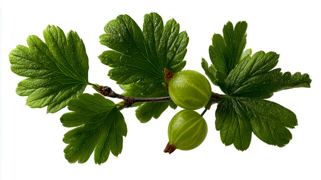 A few green gooseberry leaves and three small gooseberries on the branch, isolated on a white background. Detailed photograph