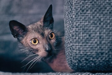 Cute Lykoi werewolf cat peeks out curiously from behind the sofa. Horizontal image. 