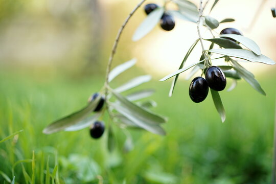 Ripe black olives on an olive branch