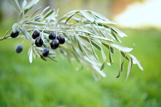 Ripe black olives on an olive branch