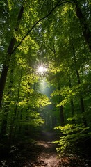 Obraz premium Golden sun rays filtering through the vibrant green leaves of a dense forest.