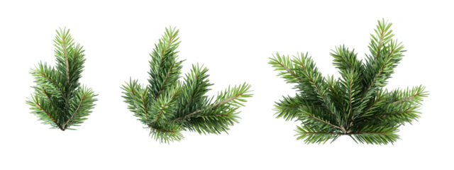 pine needles isolated on white background