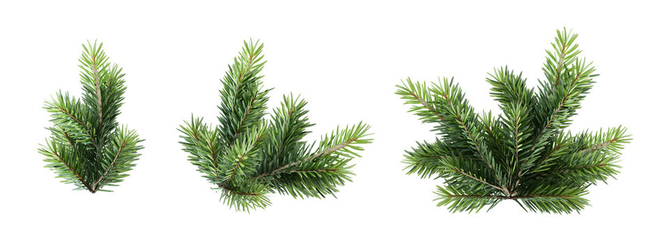 pine needles isolated on white background