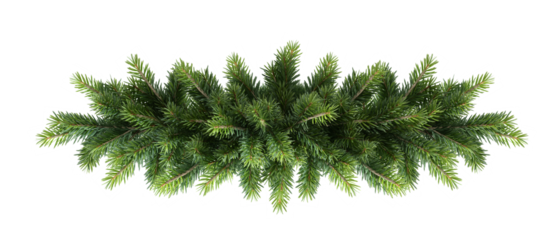 pine branch isolated on white background
