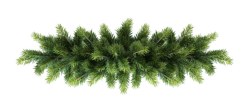 pine branch isolated on white background