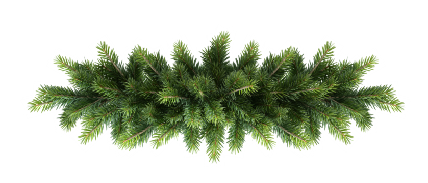 pine branch isolated on white background - Powered by Adobe
