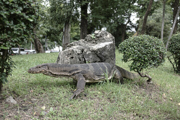Angry fierce giant monitor lizard in Lumpini Park, Bangkok, Thailand