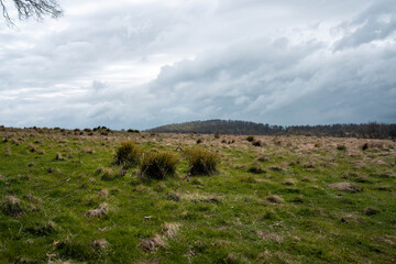 Fototapeta premium green grass pasture and grasses on a regenerative farm. native plants storing carbon in the soil