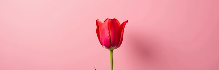 vibrant pink pistol bursting scarlet tulip set soft pastel pink backdrop ample negative space