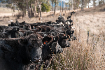 sustainable holistic livestock farm with cattle grass fed. cows in a field grazing on pasture