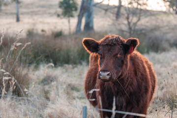 Fototapeta premium sustainable holistic livestock farm with cattle grass fed. cows in a field grazing on pasture