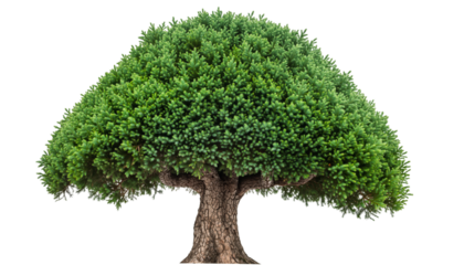 Isolated Tree with Dense Green Foliage on White Background.