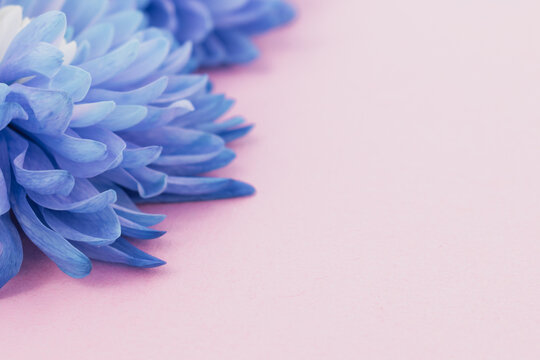 Pastel harmony: blue and pink tones create a serene floral backdrop for elegant design - Powered by Adobe