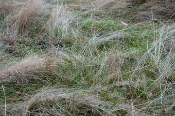 green grass pasture and grasses on a regenerative farm. native plants storing carbon in the soil