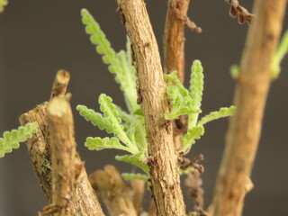 Fototapeta premium Closeup of little lavender shoots in the brown wood after pruning. Pruned lavender plant with new leaves. Shoots of lavender on the woody branches.