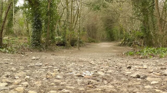 Charming nuthatch bird pecking seeds on forest path, wild nature, close up action