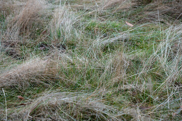 green grass pasture and grasses on a regenerative farm. native plants storing carbon in the soil