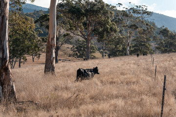 sustainable holistic livestock farm with cattle grass fed. cows in a field grazing on pasture