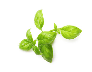 Sprig with green basil leaves isolated on white, above view
