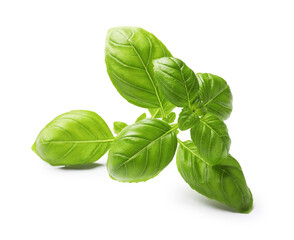 Sprig with green basil leaves isolated on white