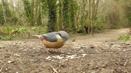 Charming nuthatch bird foraging for seeds on forest floor, a delightful moment of nature's movement
