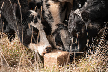 mineral cows with mineral blocks for cattle, cow lick block on a farm in australia