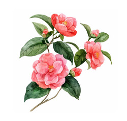Watercolor camellias with green leaves. Illustration isolated on white background.