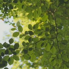 Vibrant green leaves on a tree branch, backlit by warm sunlight