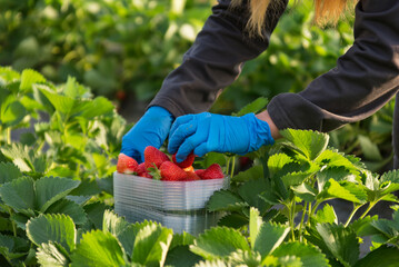 Des fraises directement ceuillies chez le producteur dans le Sud de la France en Occitanie