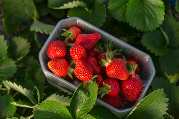 Des fraises directement ceuillies chez le producteur dans le Sud de la France en Occitanie