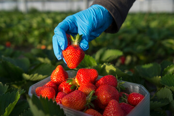 Des fraises directement ceuillies chez le producteur dans le Sud de la France en Occitanie
