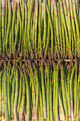 Lot d'asperges directement chez le producteur local, r&eacute;gion Occitanie, Sud de la France