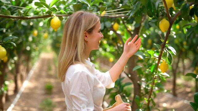 Adult woman walking through a lemon orchard, observing citrus trees with ripe fruit on a sunny day, sustainable agriculture and farm‑to‑table inspiration