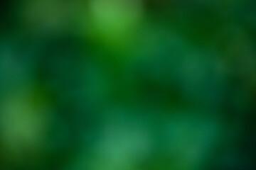 bokeh of green grass as background. blurred landscape, template for design