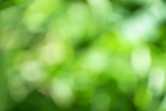 green blurred bokeh of vegetable garden, eco friendly background