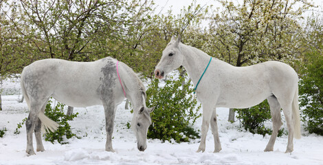 Two beautiful andalusian dressage horse walks on a winter garden with blooming apple trees