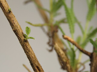Closeup of little lavender shoot in the brown wood after pruning. Pruned lavender plant with new leaves. Shoots of lavender on the woody branches.