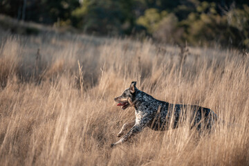 farm dog kelpie working on a farm in australia running through long grass