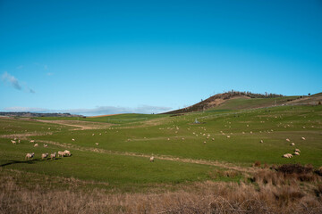 Merino sheep, grazing and eating grass under a pivot irrigation in tasmania australia in spring