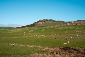 Fototapeta premium Merino sheep, grazing and eating grass under a pivot irrigation in tasmania australia in spring