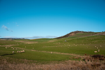 Fototapeta premium Merino sheep, grazing and eating grass under a pivot irrigation in tasmania australia in spring