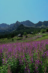 Fototapeta premium Hala Gasienicowa mountain valley in Tatrzanski Park Narodowy (Tatra National Park) in Poland. Summer time. Chamaenerion angustifolium - fireweed or rosebay willowherb blooming in violet 