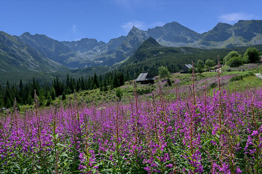 Hala Gasienicowa mountain valley in Tatrzanski Park Narodowy (Tatra National Park) in Poland. Summer time. Chamaenerion angustifolium - fireweed or rosebay willowherb blooming in violet 
